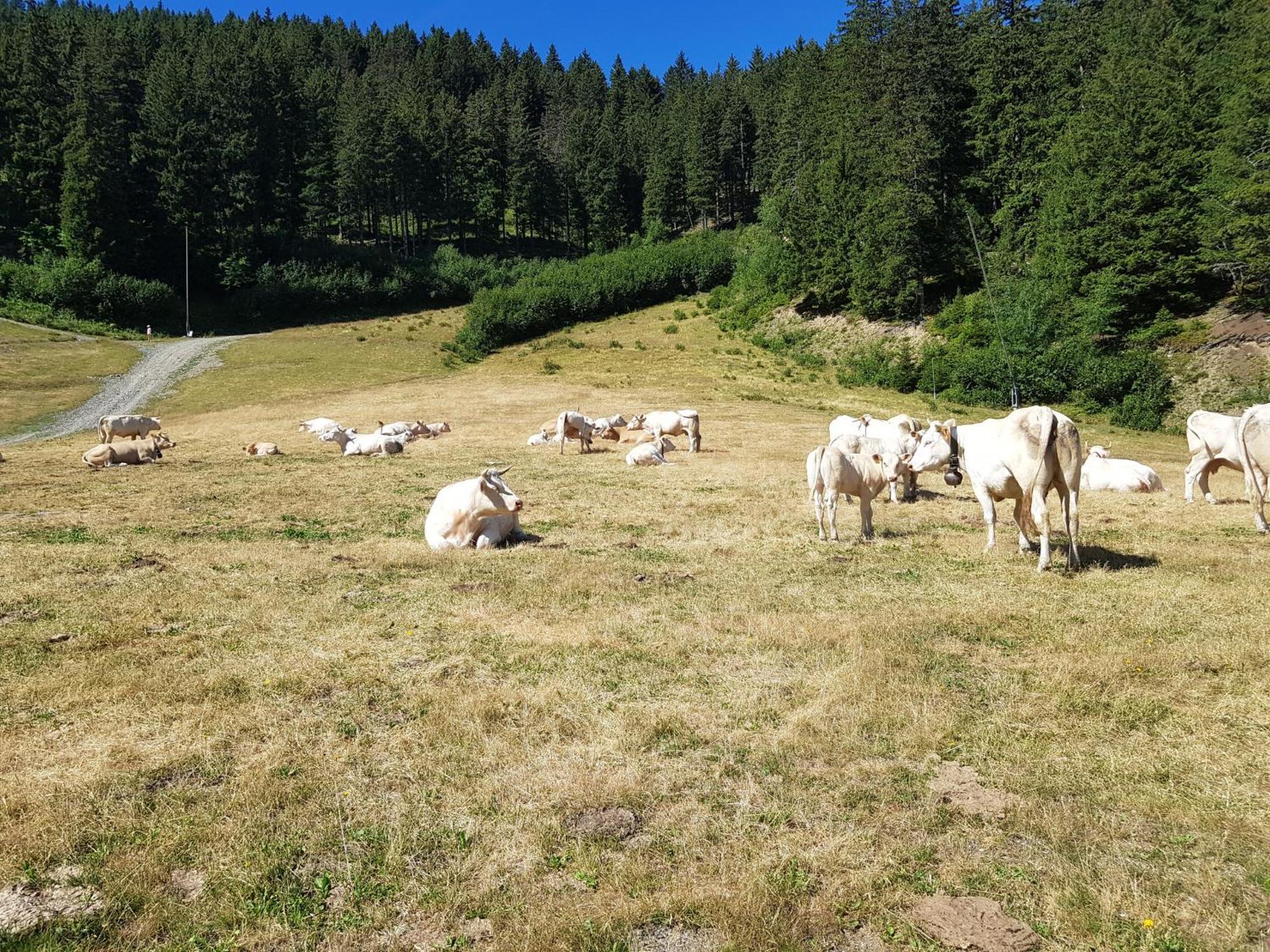 Les 7 Laux Immobilier Chalet E Prapoutel Exteriör bild